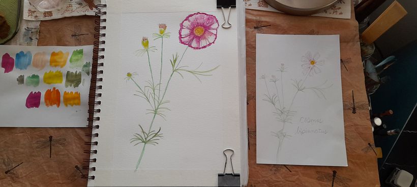 Cosmos - My project for course: Realistic Botanical Watercolor Drawing 2