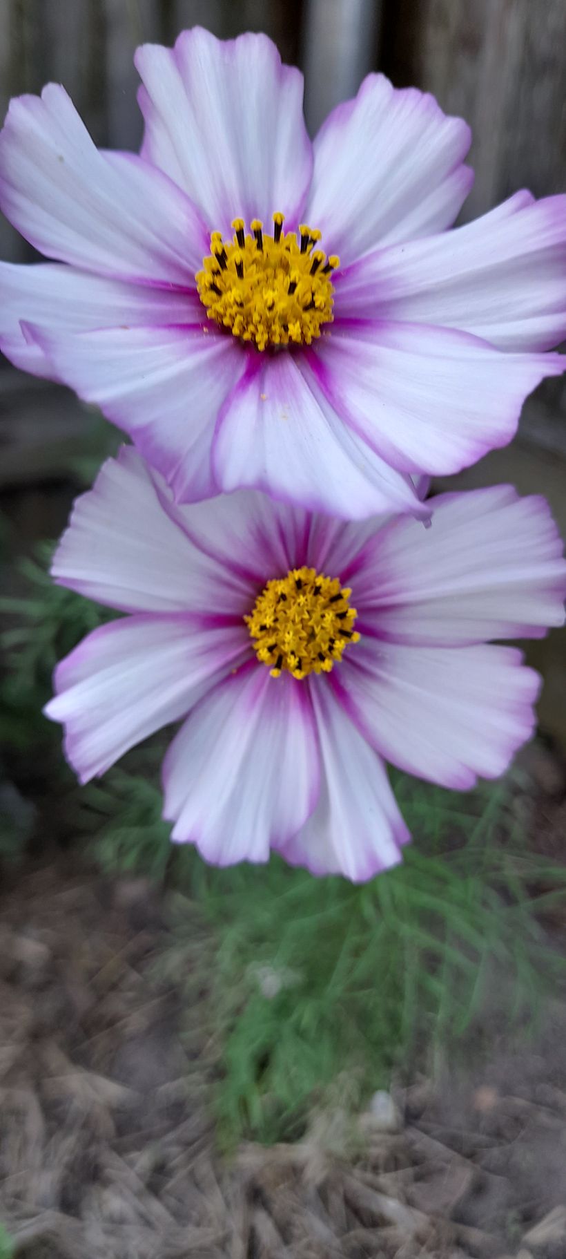 Cosmos - My project for course: Realistic Botanical Watercolor Drawing 4