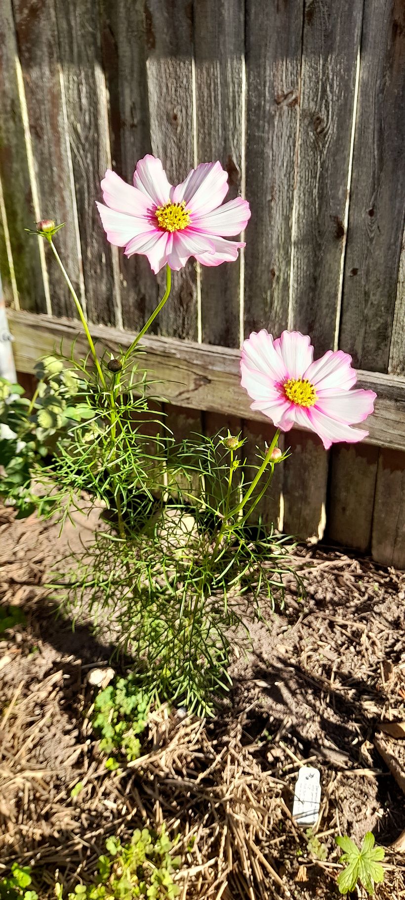 Cosmos - My project for course: Realistic Botanical Watercolor Drawing 5