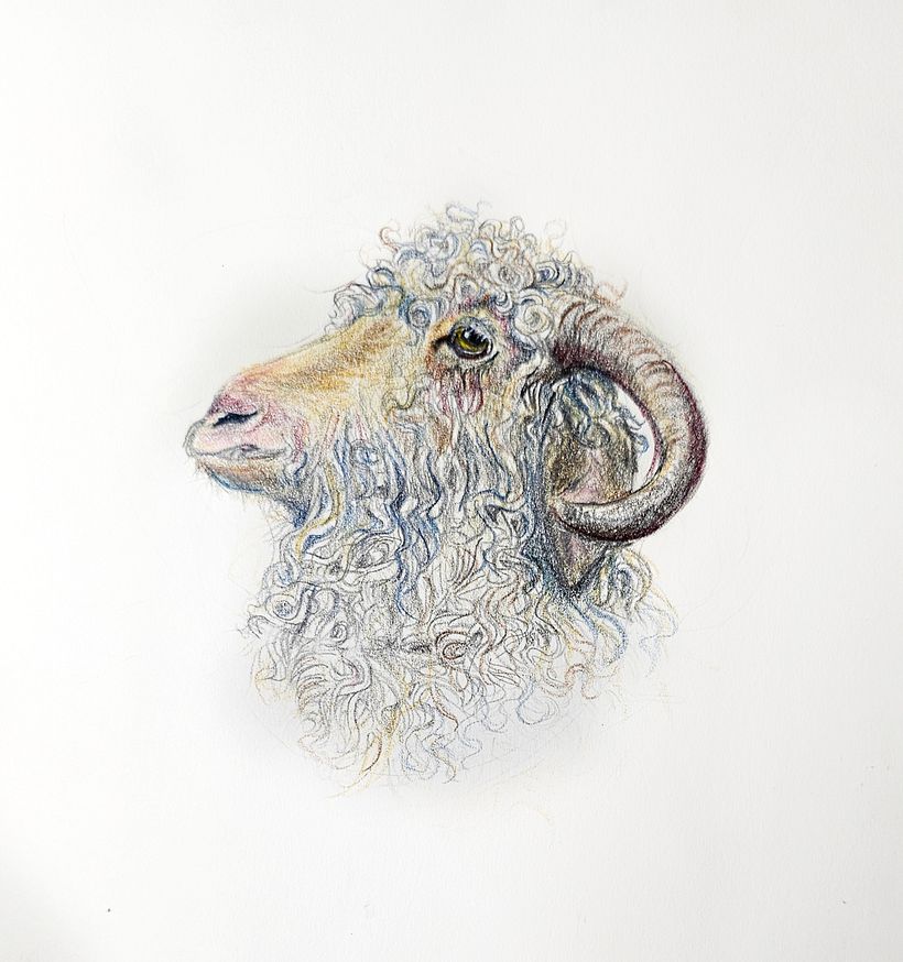 A colorful ram.