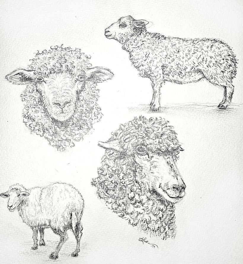 The first of many quick sketches of sheep in an attempt to get to know our subject's anatomy.