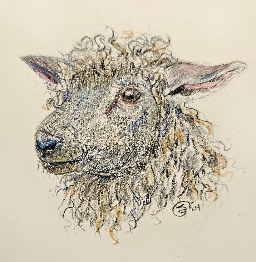 A quick sheep done with colored pencils.