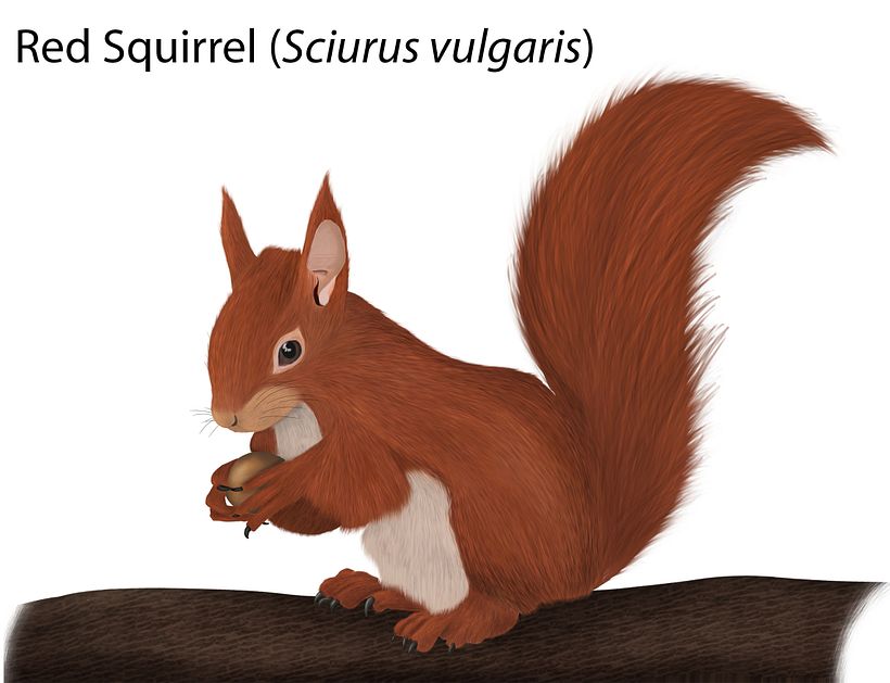 Meu projeto do curso: Ilustração naturalista de animais com Procreate - Esquilo-Vermelho 1