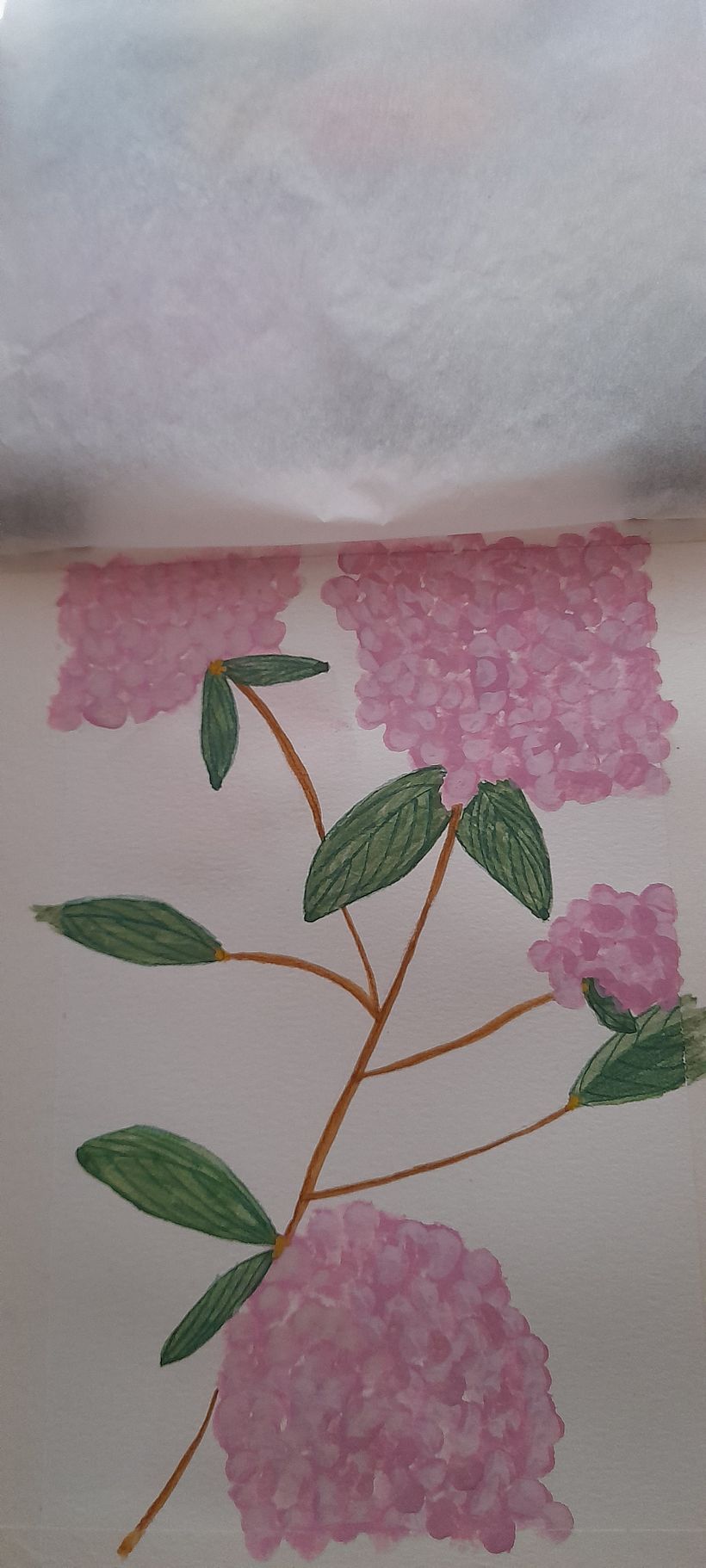 Hydrangea - My project for course: Botanical Illustration with Watercolors 7
