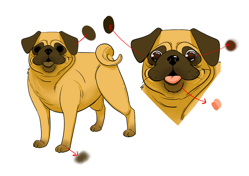 Color the features of the pug