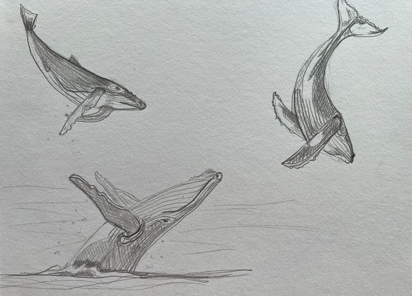 Humpback whales - sketches