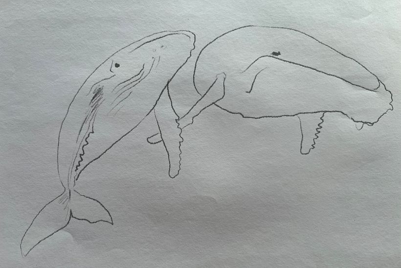 Humpback whale sketches 