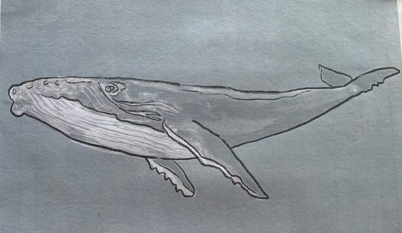 Humpback whale sketch