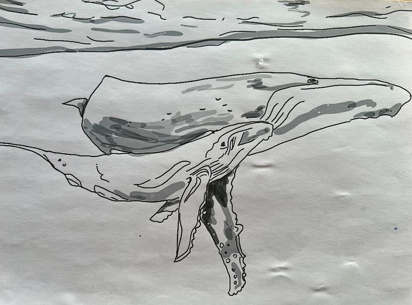 Humpback whales - mother and calf - sketch for final watercolour