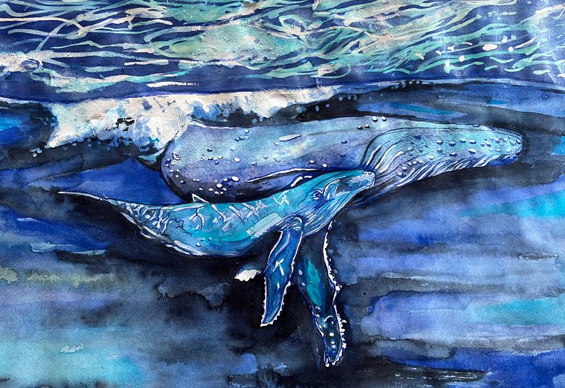 Humpback whales. - mother and calf