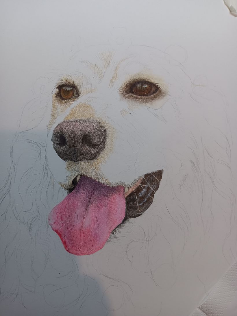 Pet Portrait Coloured Pencils 5