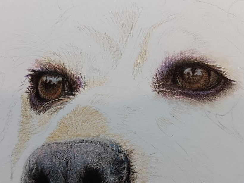 Pet Portrait Coloured Pencils 4