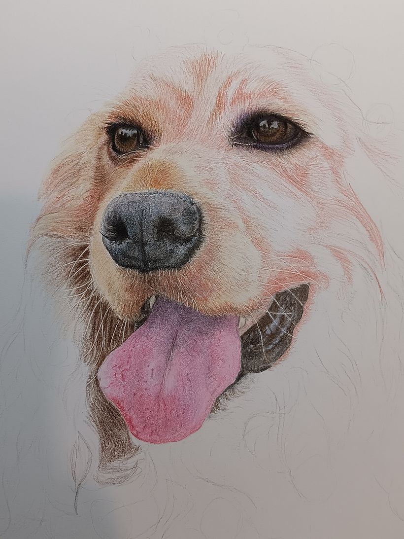 Pet Portrait Coloured Pencils 6