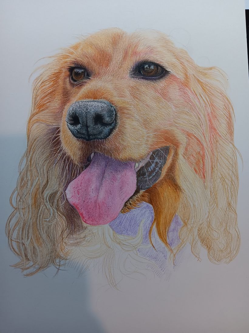 Pet Portrait Coloured Pencils 7