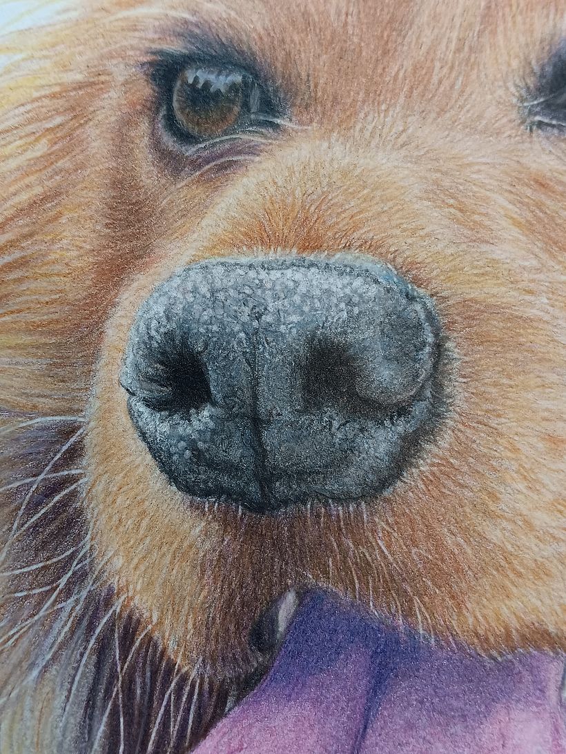 Pet Portrait Coloured Pencils 8