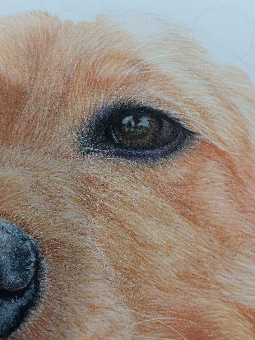 Pet Portrait Coloured Pencils 9