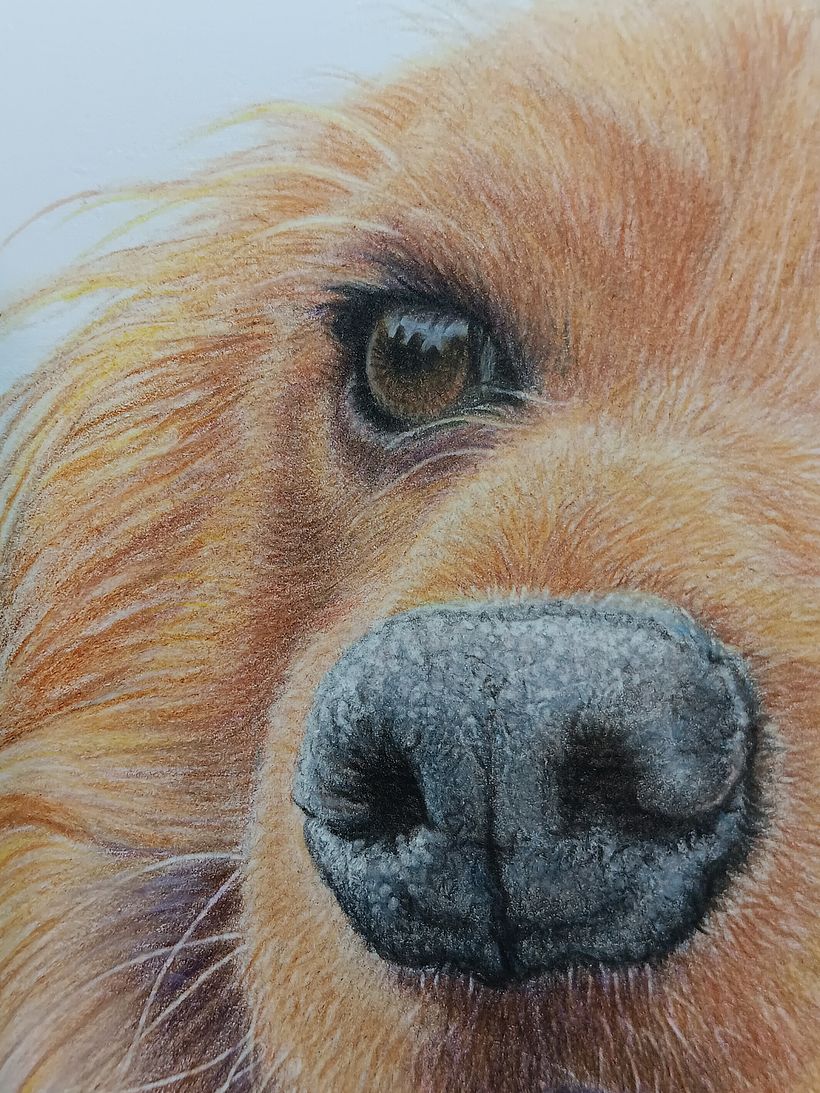Pet Portrait Coloured Pencils 10