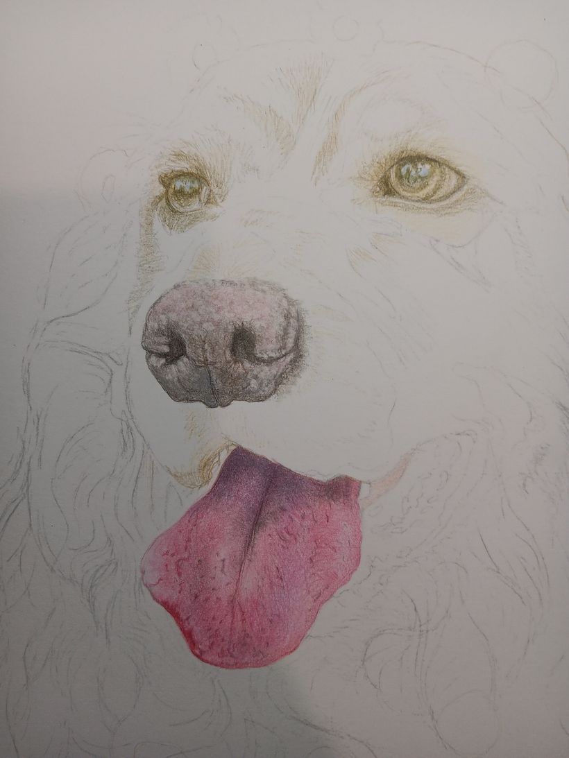 Pet Portrait Coloured Pencils 3