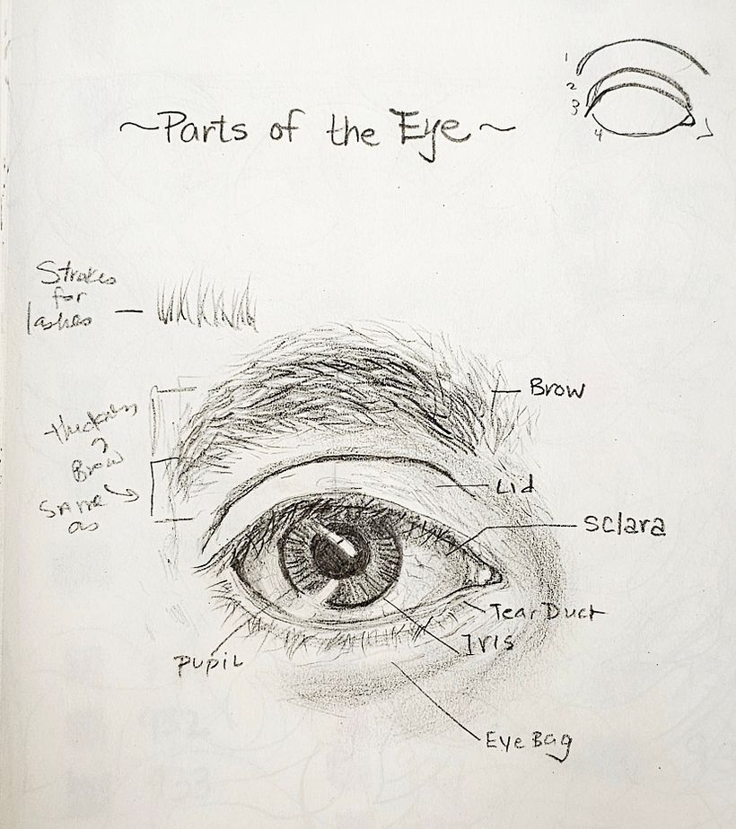 Parts of the eye