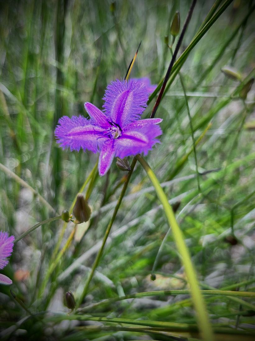 I find this flower this weekend, when I walked at the hill