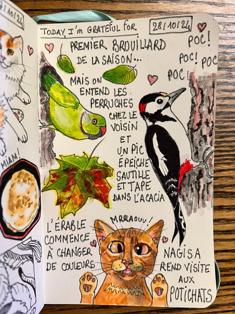 1st fog of the season <3 Leaves are changing colour. Birds visit our garden, even a weedpecker ! Nagisa the cat visits too