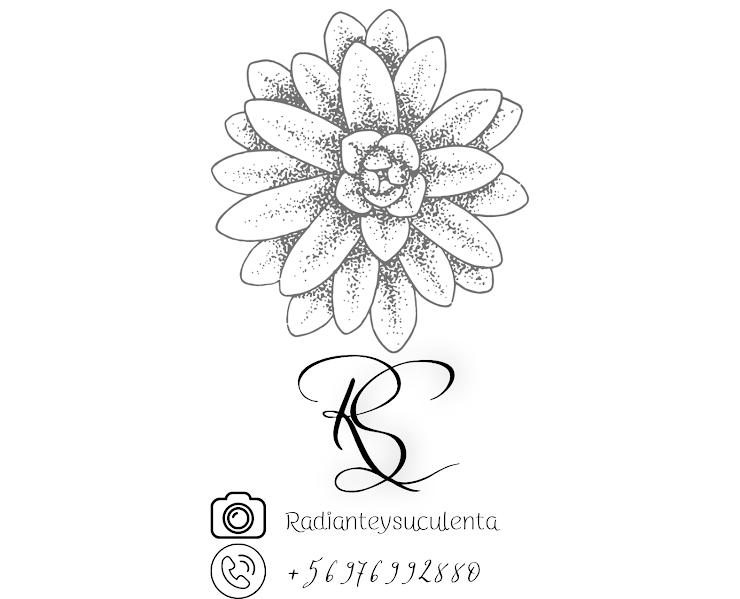 Mi proyecto del curso: Radiante y suculenta 3