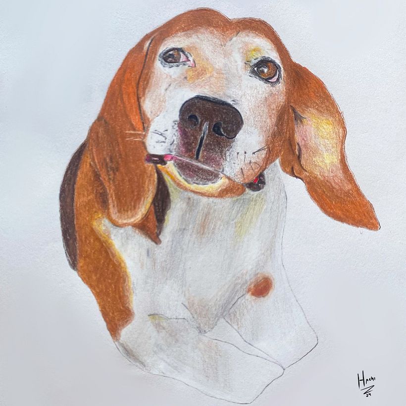 Meu projeto do curso: Retratos de pets a lápis de cor - Ilustración tradicional