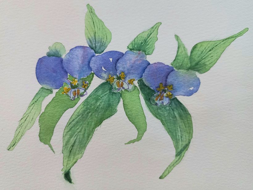 Exposição de aquarelas naturalistas 5