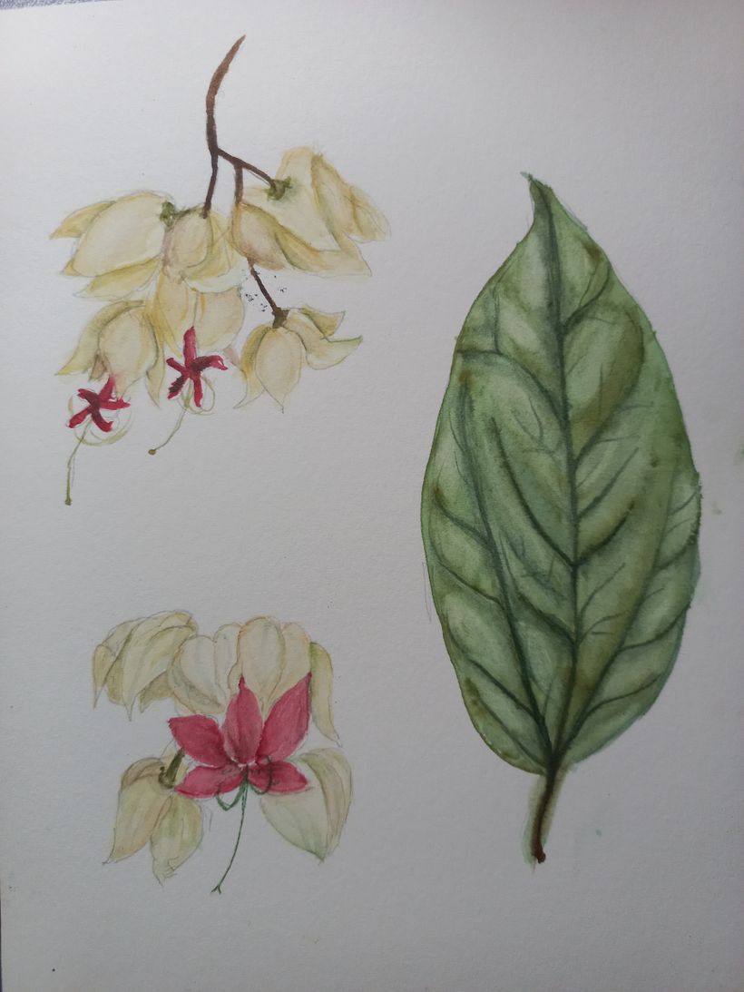 Exposição de aquarelas naturalistas 8