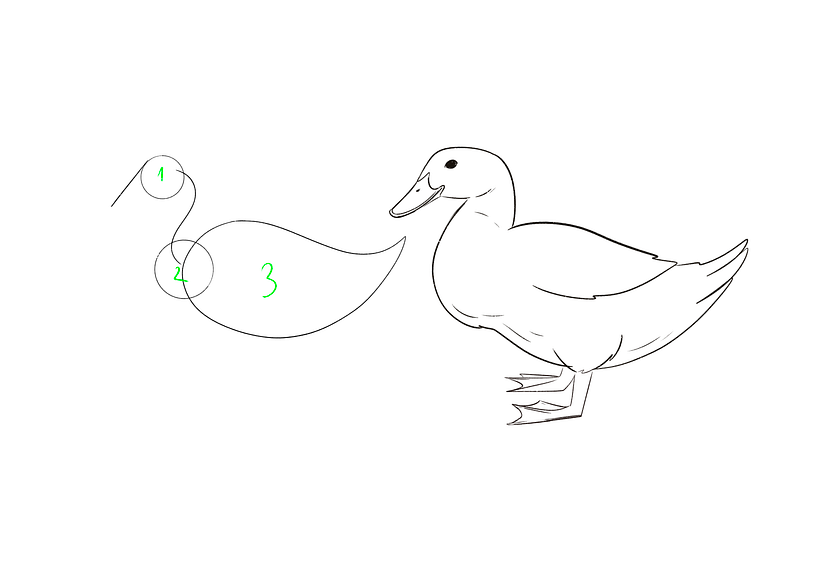 Drawing the ducks main body, head, and chest shapes