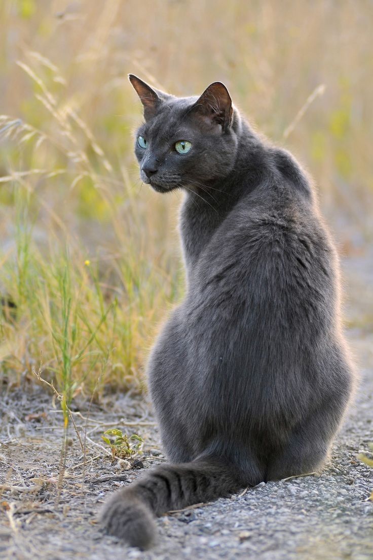 Forest Cat 3