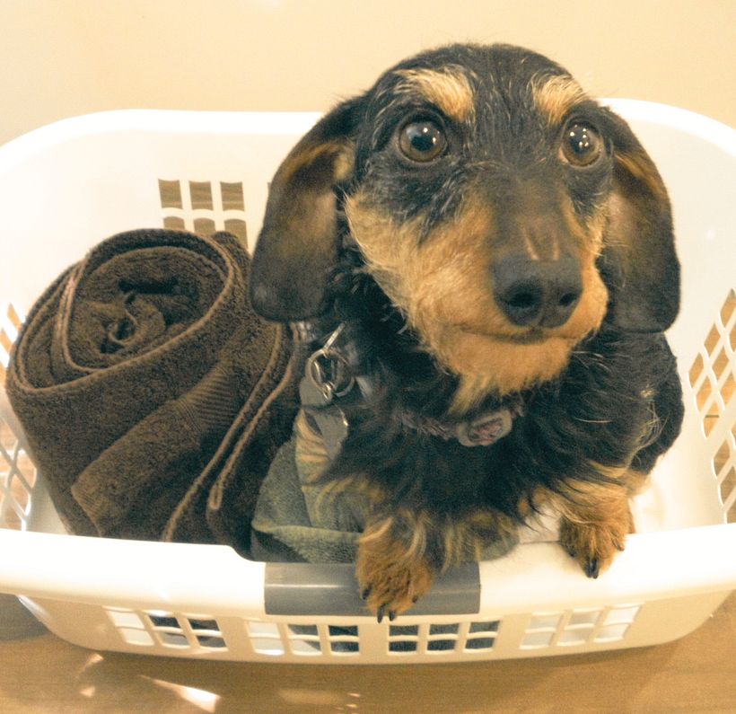 Dogwen le Teckel (Daschund) - image originale non retouchée 1