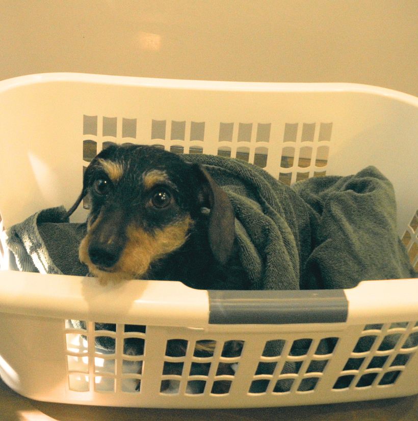 Dogwen le Teckel (Daschund) - image originale non retouchée 1