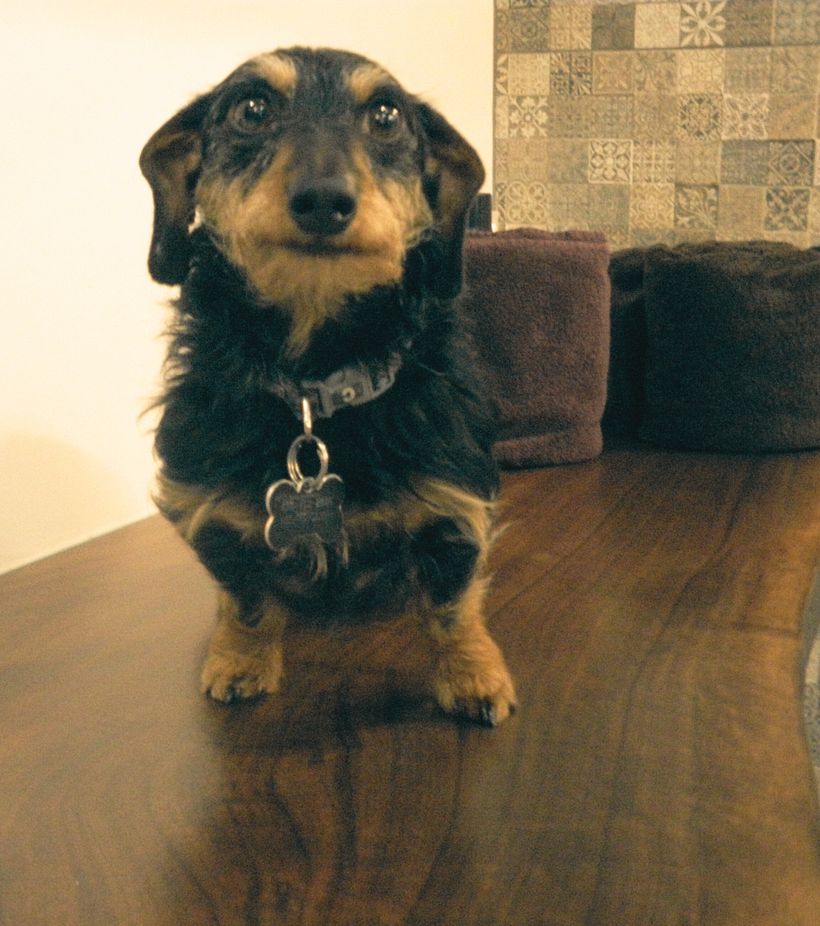 Dogwen le Teckel (Daschund) - image originale non retouchée 1