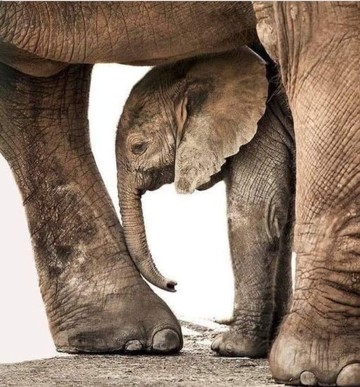 Aquí estoy, mamá 1