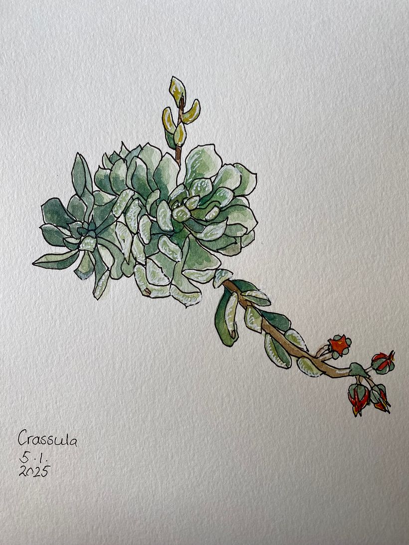 Meditative Botanical sketches 1