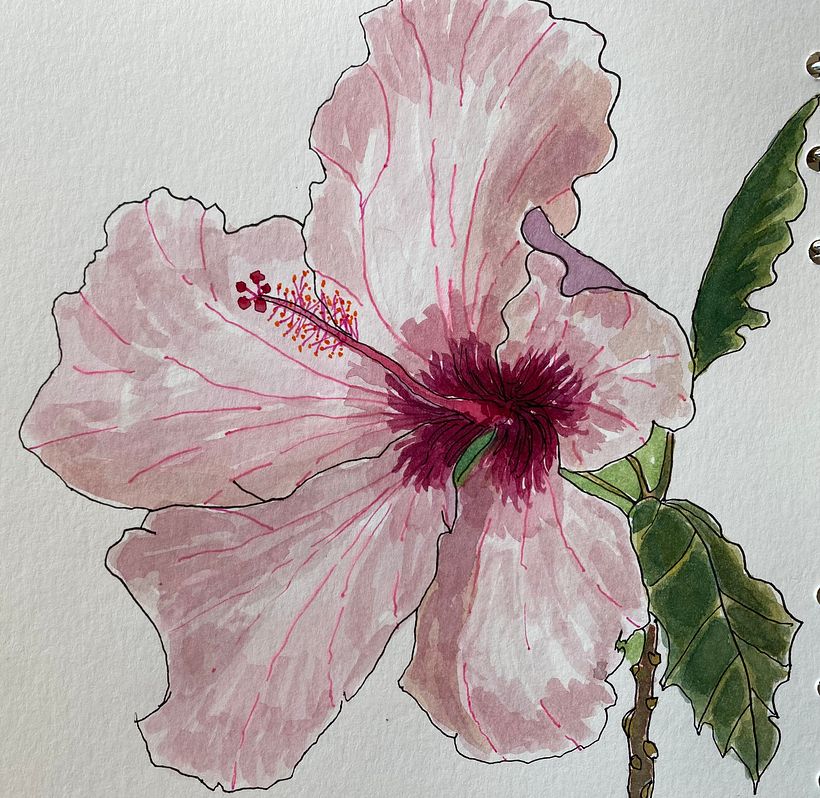 Meditative Botanical sketches 1