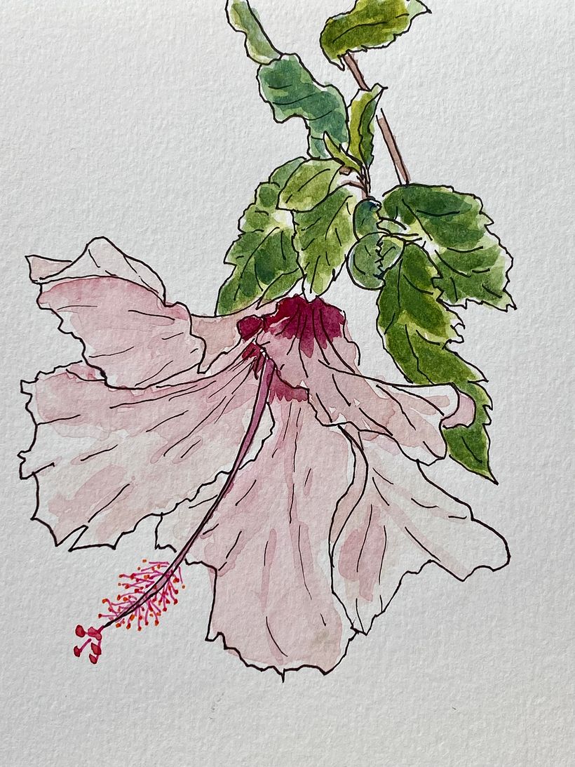 Meditative Botanical sketches 2