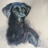 perro en difuso 1