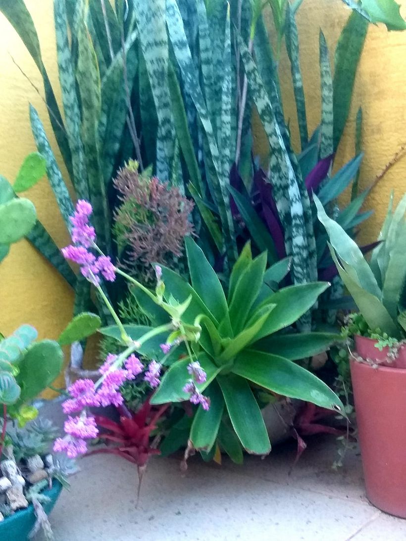 MINHA CASA 1