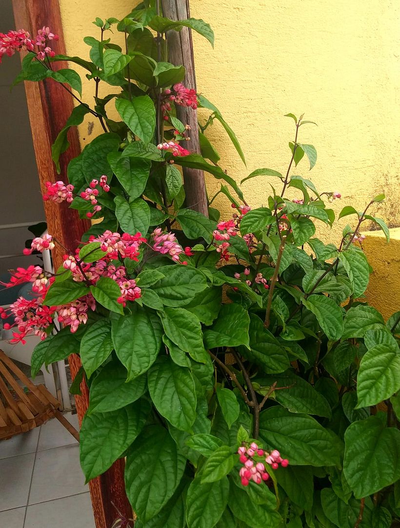 MINHA CASA 15