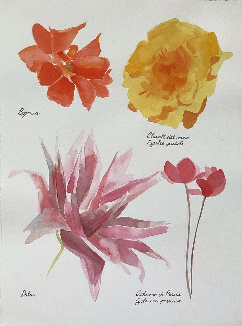 Herboriste aquarelliste 6