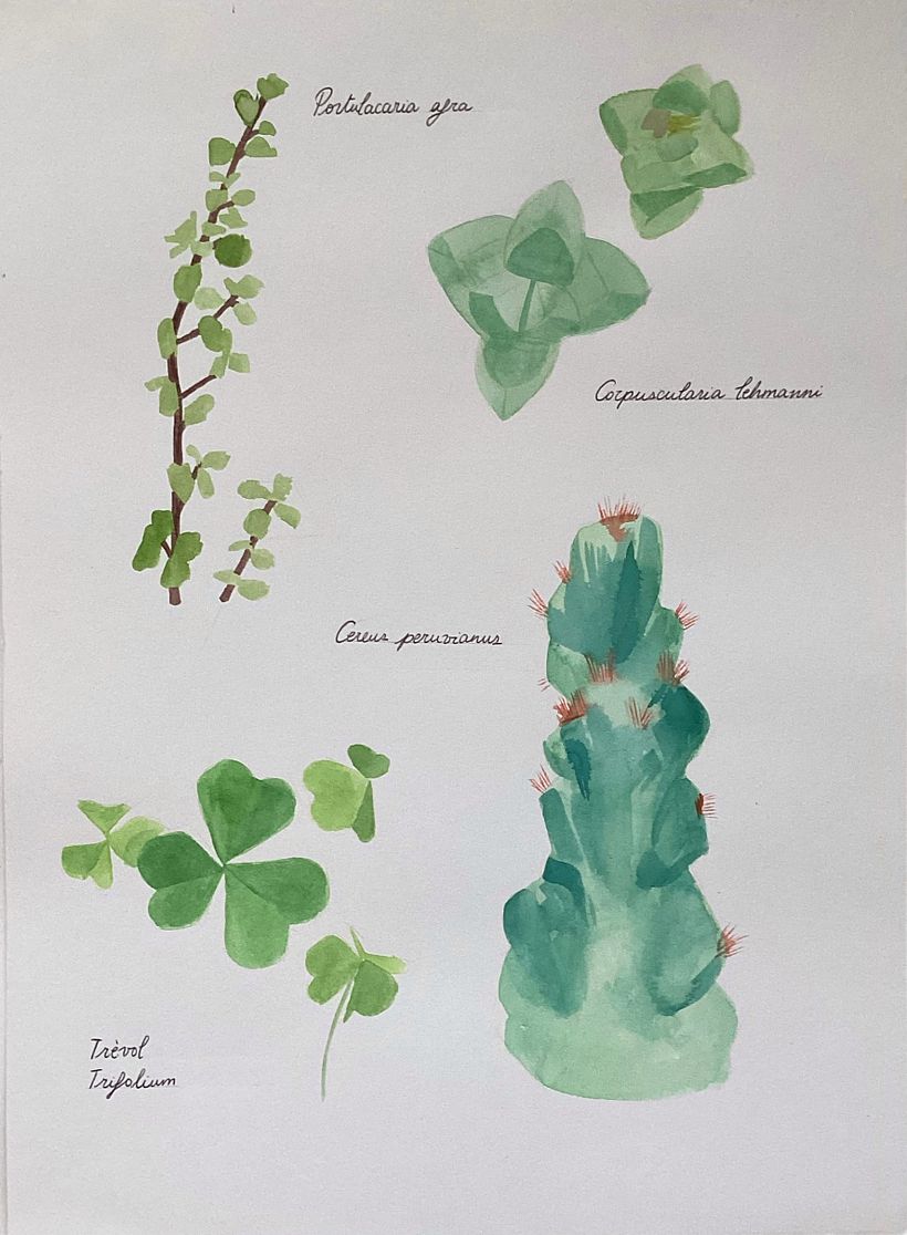 Herboriste aquarelliste 5
