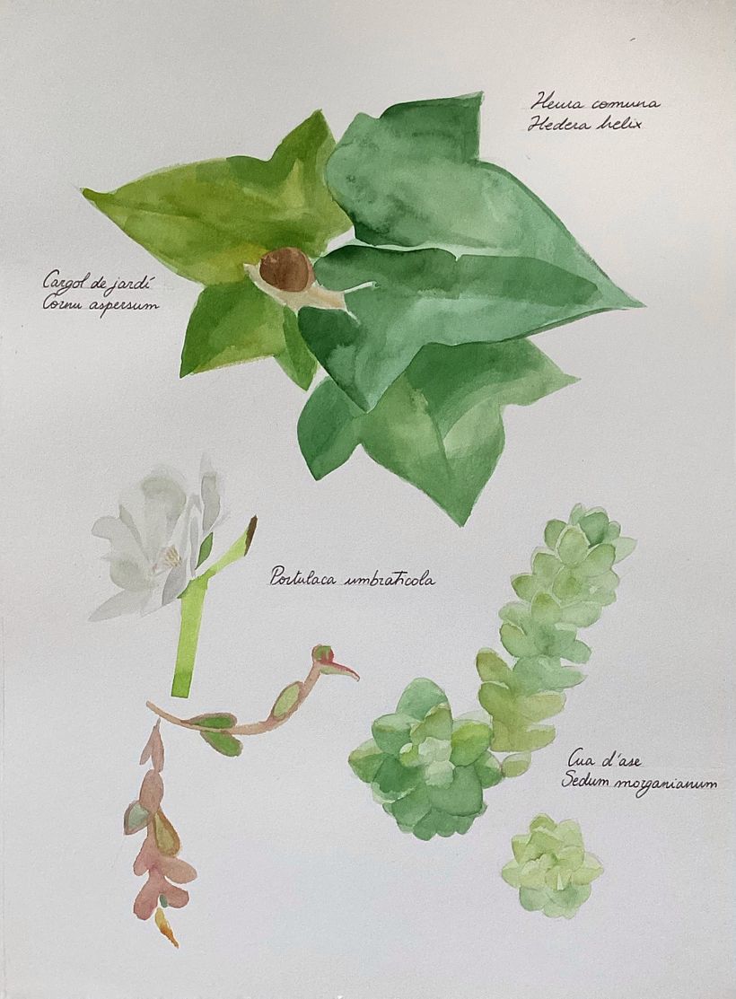 Herboriste aquarelliste 3