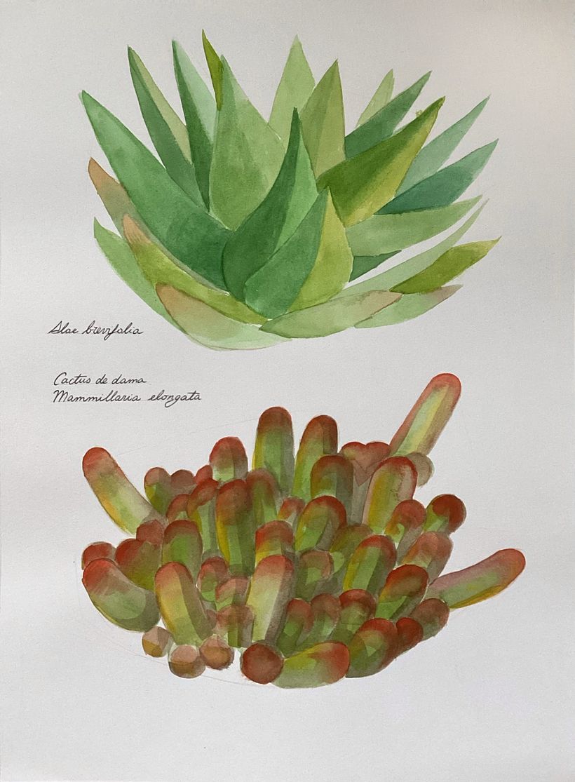 Herboriste aquarelliste 2