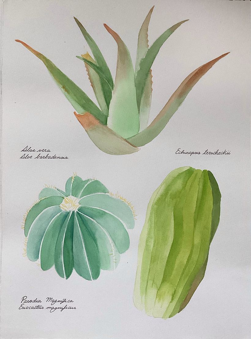 Herboriste aquarelliste 1