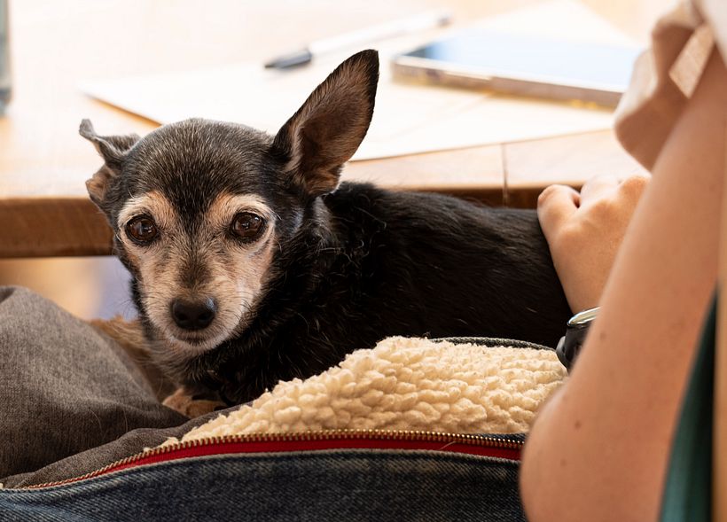 Mi proyecto del curso: Fotografía lifestyle de perros 1