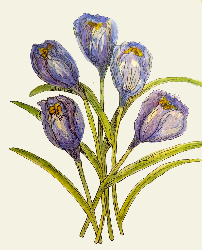 Crocus  1