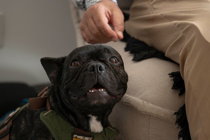 Mi proyecto del curso: Fotografía lifestyle de perros 4