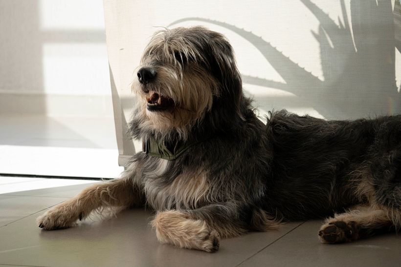Mi proyecto del curso: Fotografía lifestyle de perros 5